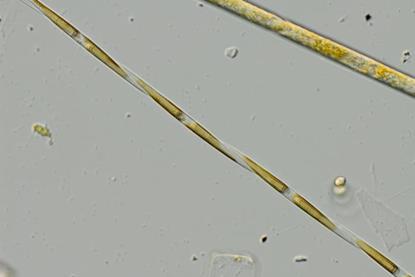 Low-Res_Image_503_Pseudo-nitzschia_CW_PML
