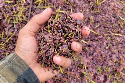 grapey