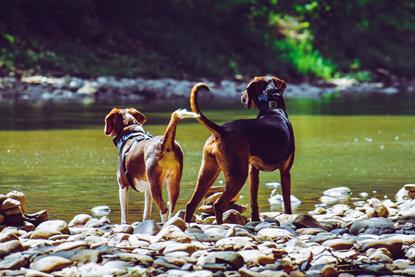 pexels-chris-f-38966-1144410