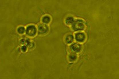 Pichia_pastoris_(Zhang_2017) (1)