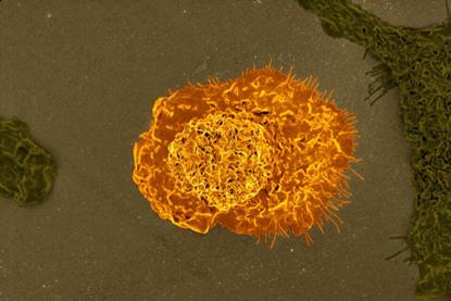 Macrophages_02