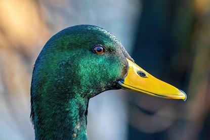 Mallard_(Anas_platyrhynchos)_male_head