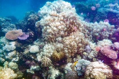 Great Barrier Reef Corals