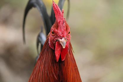 Gallus_gallus_domesticus_475938256