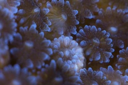 Low-Res_Oculina Polyps_08_300dpi Credit Shani Levy