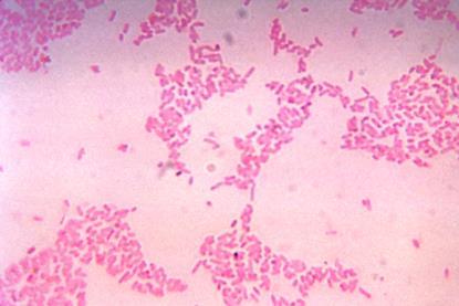 Bacteroides_thetaiotaomicron (1)
