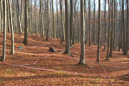 Low-Res_Maier forest