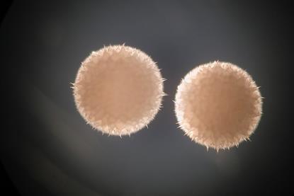 Streptomyces_hygroscopicus