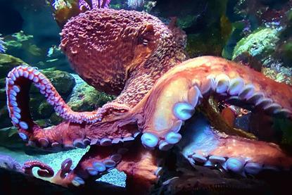 Octopus_in_the_New_England_Aquarium