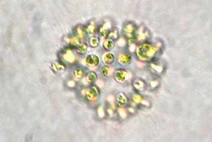 Microcystis_aeruginosa