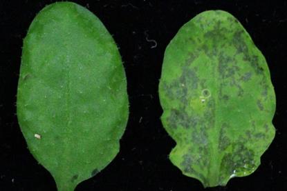 Low-Res_Eurekalert_figure