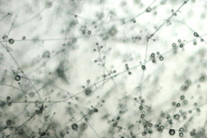 Verticillium_lecanii_(28)