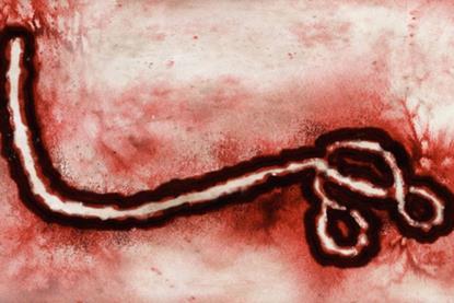 B virus