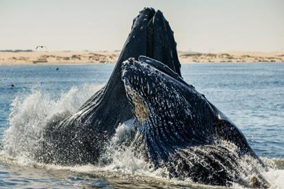 Low-Res_Whale Photo 1