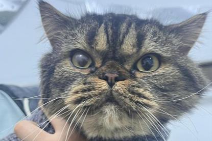 Low-Res_Cats Oren Peer 1 Credit Koret School of Veterinary Medicine
