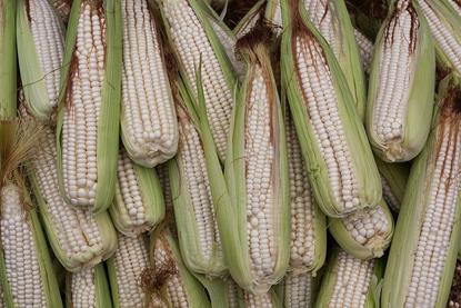 Corn_-_Zea_mays