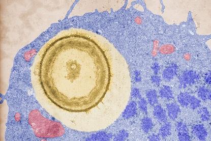 Macrophages_undergo_mitosis_after_ingesting_a_fungal_cell