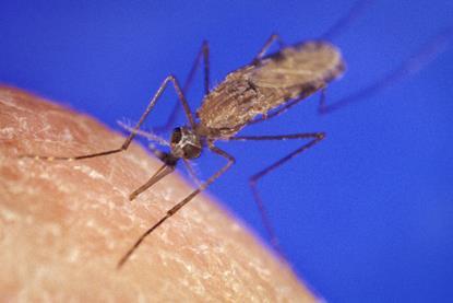 AnophelesGambiaemosquito