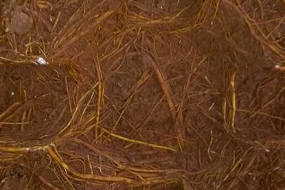 Pot_bound_roots_of_a_sampling