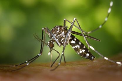 CDC-Gathany-Aedes-albopictus-1 (1)