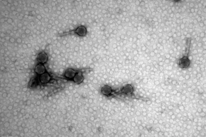 Tailed phages
