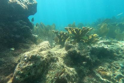 Acropora_palmata_02_Pickles_Reef_20230713