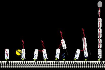 Mfa1 assembly from Shibata et al., Comms Biol, 2026. CC-BY-NC-ND