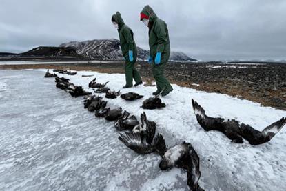 Low-Res_01 Evaluating skua carcasses at Beak Island (Ben Wallis)