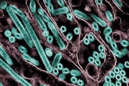 H5N1_Avian_Influenza_A_Virus