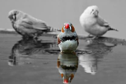 pexels-pixabay-208811