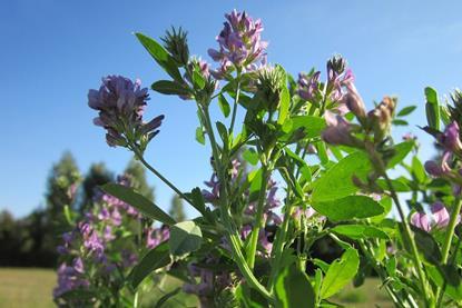 medicago-satigo-ge05b5ab4e_1280
