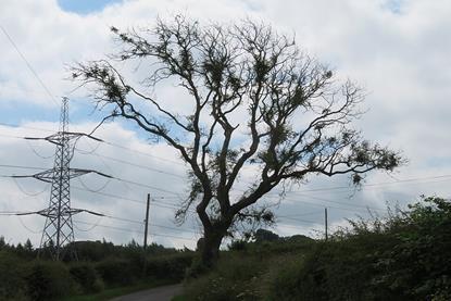 Ash_Dieback_near_Oldhamstocks_-_geograph.org.uk_-_6905459