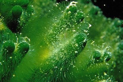 Codium_fragile_(Suringar)_Hariot,_1889