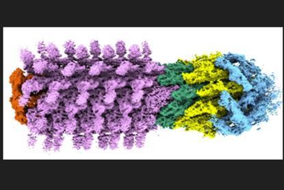 flagellum1