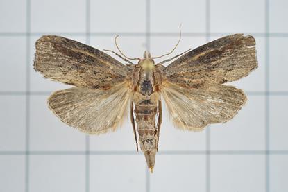 A42-20170814-068_(36839767040)