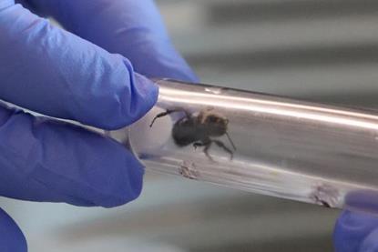 Low-Res_2_SchaefferUgradBeeResearch_USTJune2025