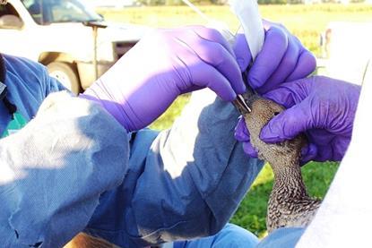Avian_Influenza_Sampling_(5790548806)