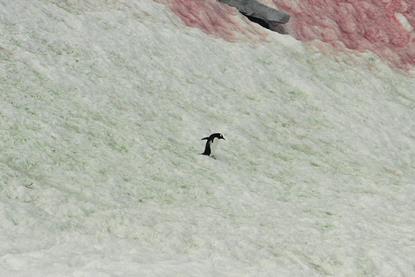 Red-green_snow