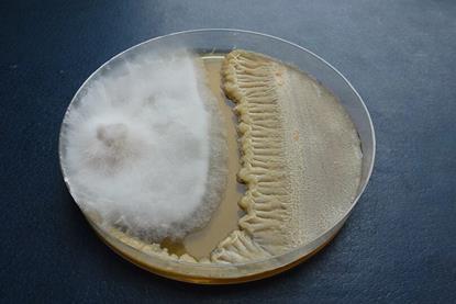 Совместное_культивирование_фитопатогенного_гриба_Fusarium_graminearum_и_антагонистического_PGRP-штамма_Bacillus_velezensis_ФНЦБЗР