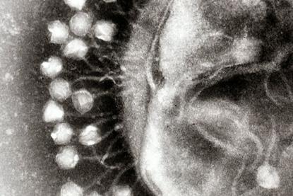 1024px-Phage