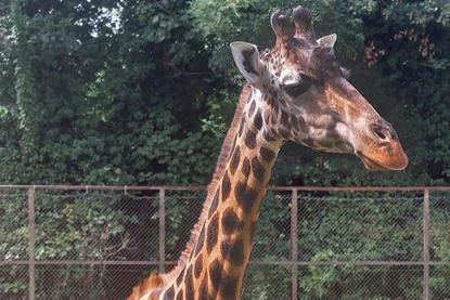 Low-Res_giraffe