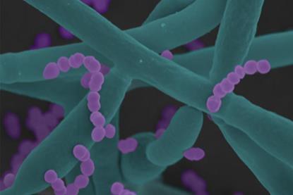 Low-Res_26_03_Ef adhering to Ca