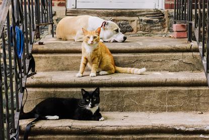 pexels-kelly-17541064