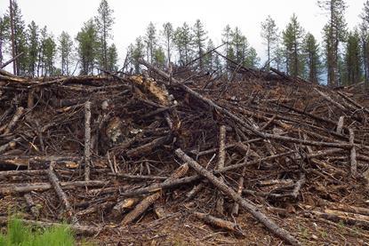 Wood_Waste