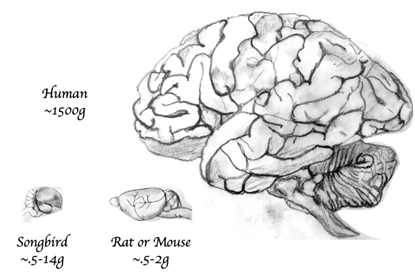 Brain_size_comparison_between_bird,_rodent,_and_human_with_relative_scale_width_lines