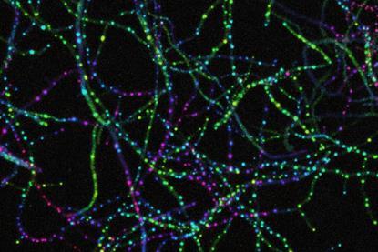 NFDI4BIOIMAGE_Calendar_July_2025