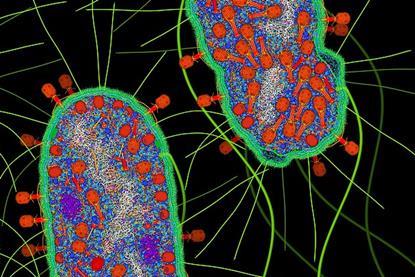 Bacteriophage_T4_Infection