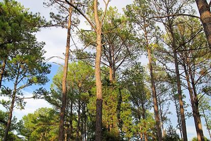 Pinus_taeda_Bastrop1