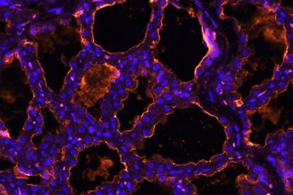 Low-Res_flureceptros12-25_2