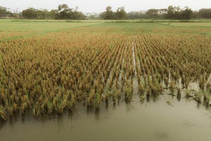 pexels-mdadilahnaf-23471105